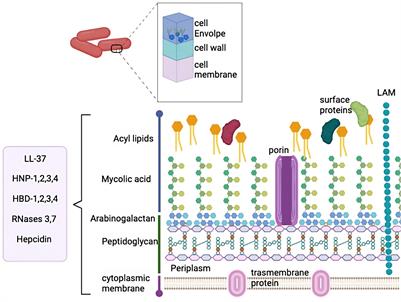 Mycobacterium tuberculosis cell-wall and antimicrobial peptides: a mission impossible?